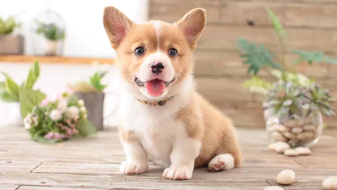 犬腹瀉疾病感染的(de)元兇
